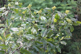 Seeds before flowering